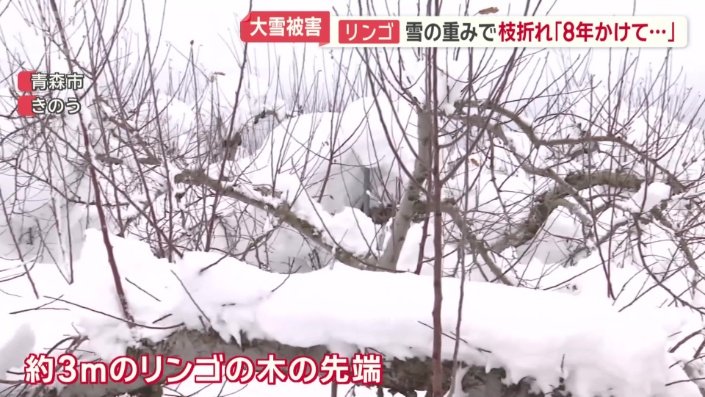 約3メートルのリンゴの木の先端だけが見える状態