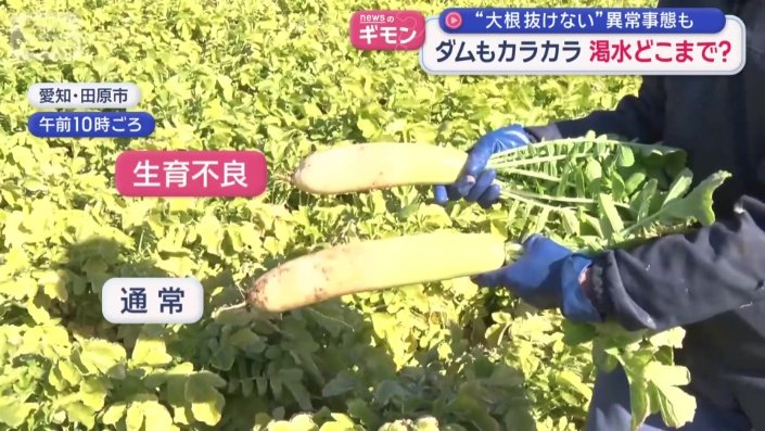 干ばつの影響で…