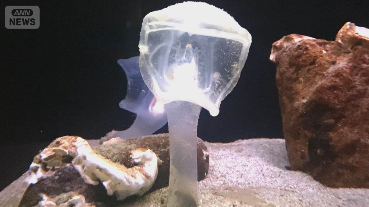 「世界でここだけ」命をつなぐ水族館の挑戦　「泳ぐサンマ」繁殖成功のカギは？