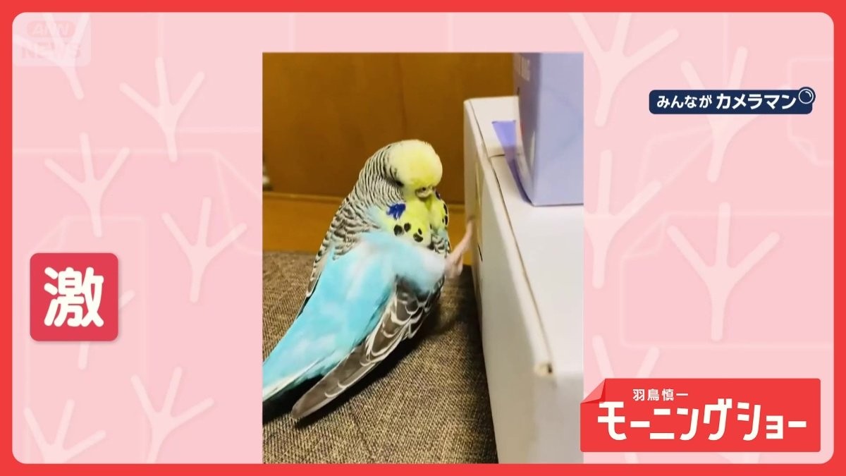 ダダダ！　超高速タッチ　脚で箱を高速でたたくインコさん　中身を確認してるの？