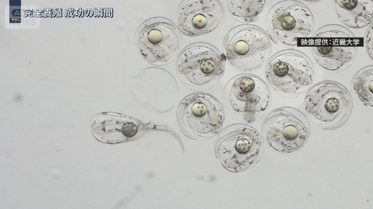 苦節10年　世界初の快挙！高級魚ノドグロ　近大が“完全養殖”商業化はいつ？