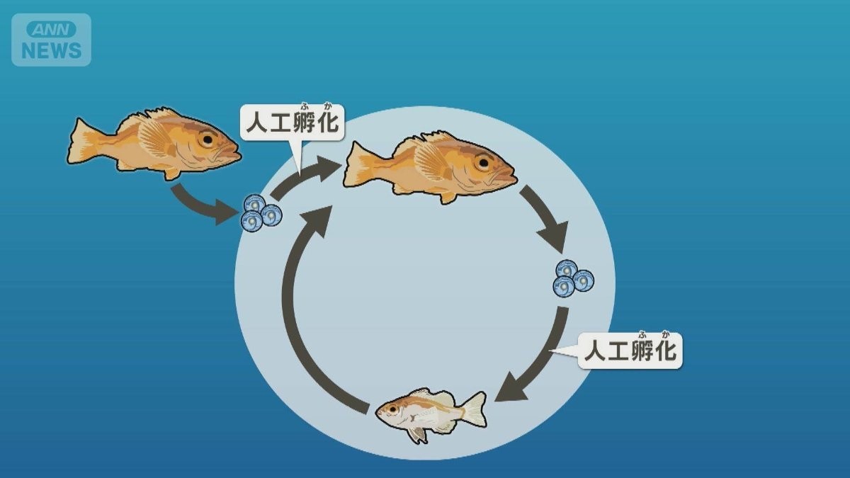 ノドグロ世界初の完全養殖に成功　近畿大学が発表　東京・銀座などで提供予定