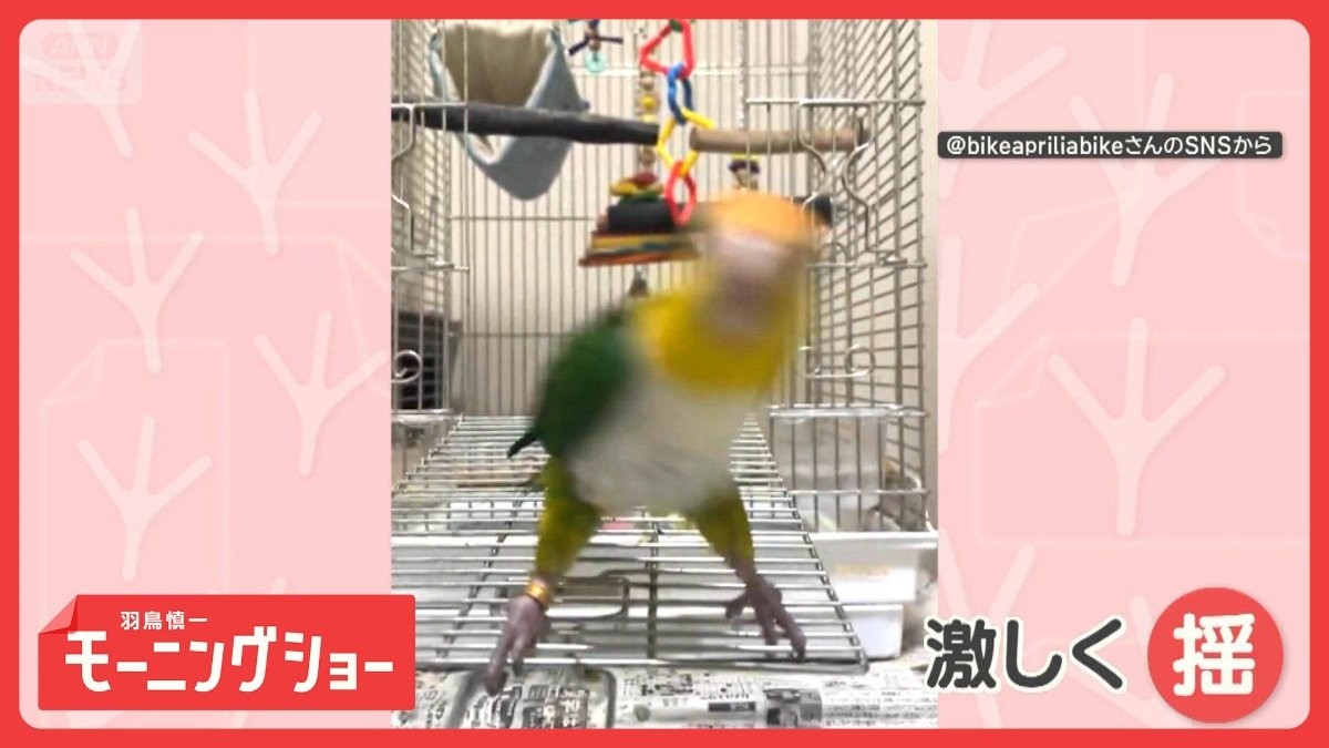 「パンチよけます」調整万全　まるでプロボクサーなシロハラインコさん　戦う練習中？