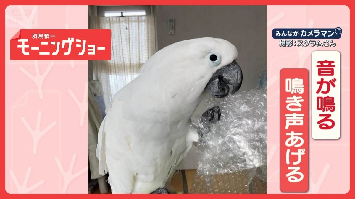 緩衝材にトリコ　くちばしで連発　プチッが止まらないオウムさん　なぜ夢中なの？