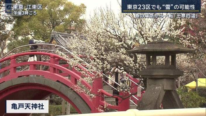 境内に250本以上の梅が咲き誇る亀戸天神社