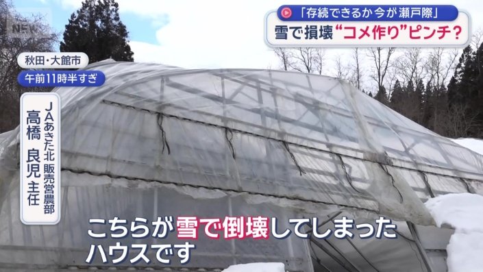 雪で倒壊してしまったビニールハウス