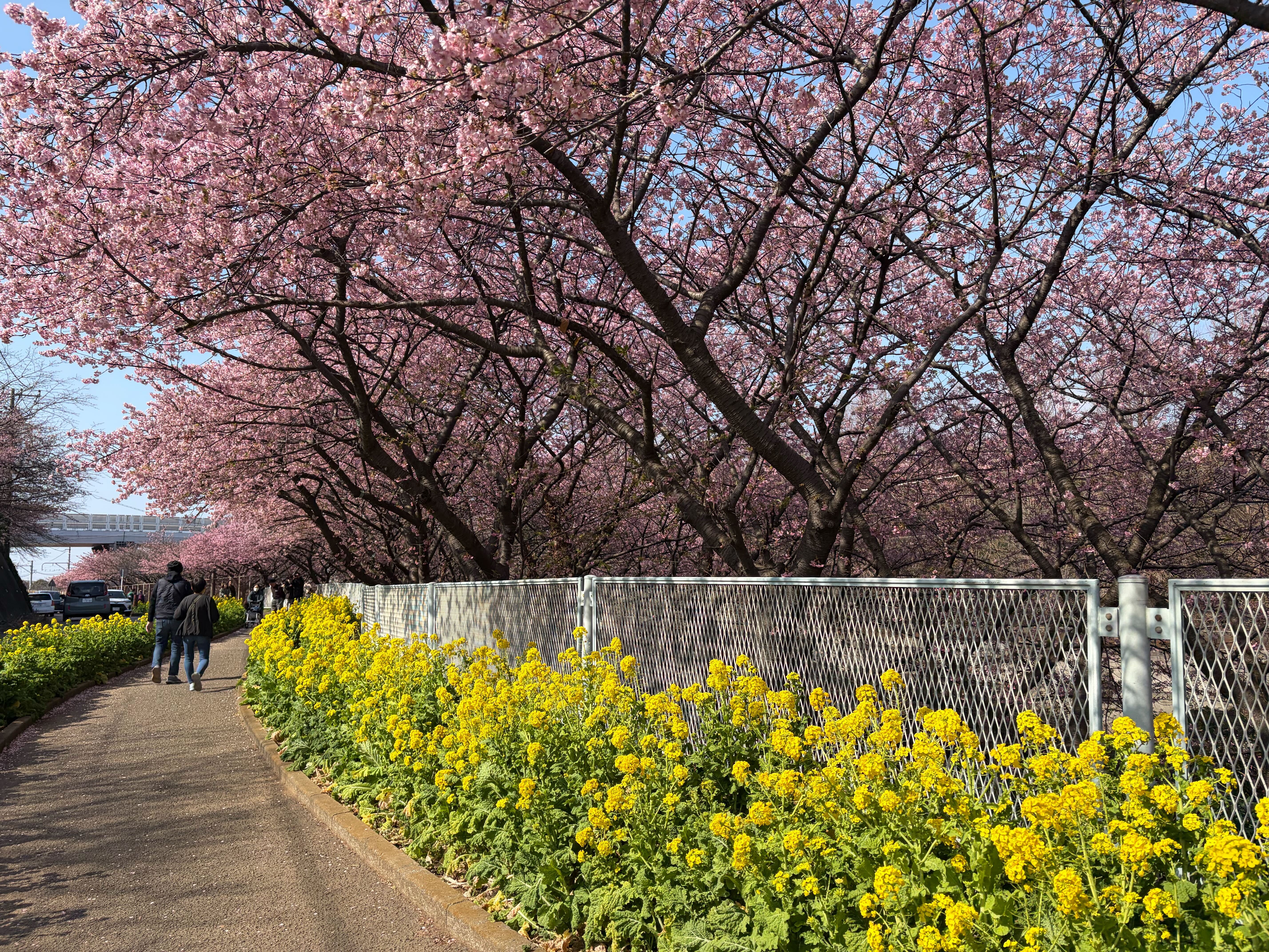 早春を告げる河津桜