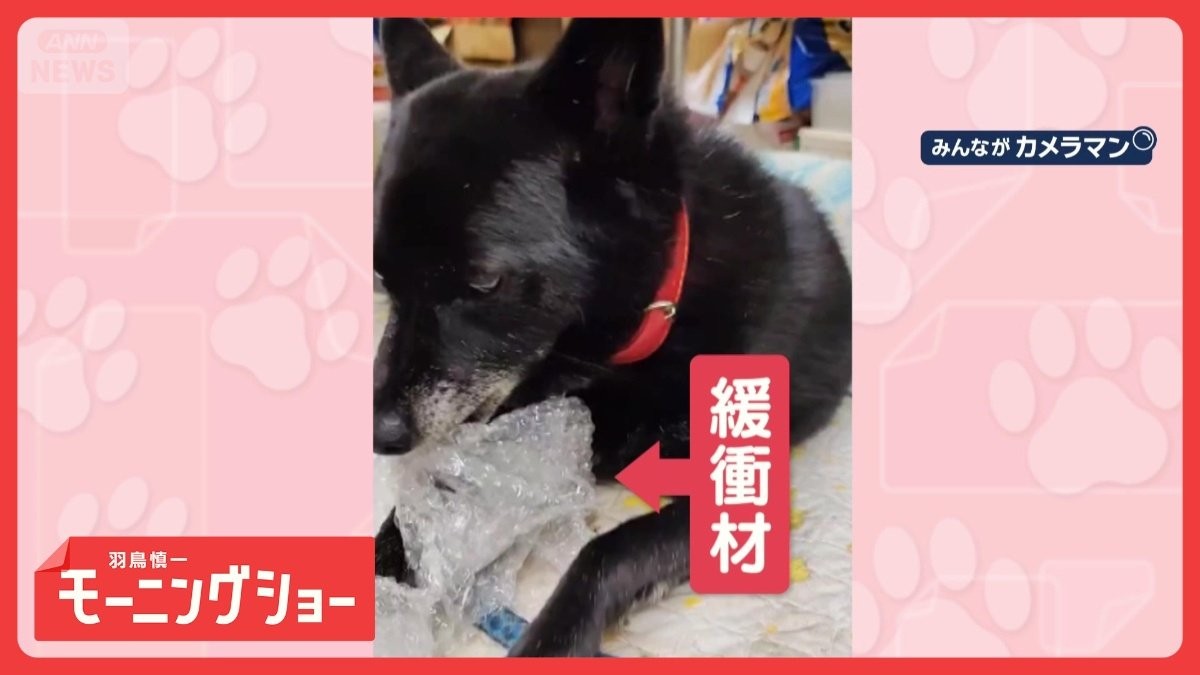 一心不乱にカミカミするワンちゃん　「プチップチッ」　緩衝材に夢中なのはなぜ？