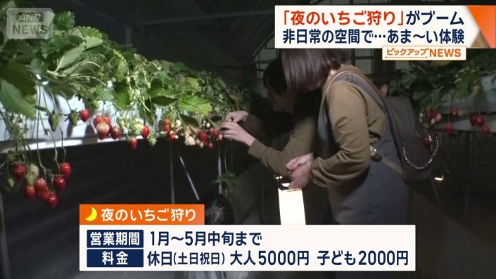 ランタン片手にイチゴの宝探し