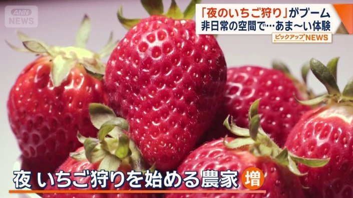 夜のイチゴ狩りを始める農家が増加