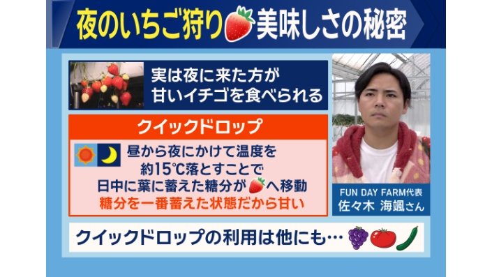 夜のイチゴがおいしい理由