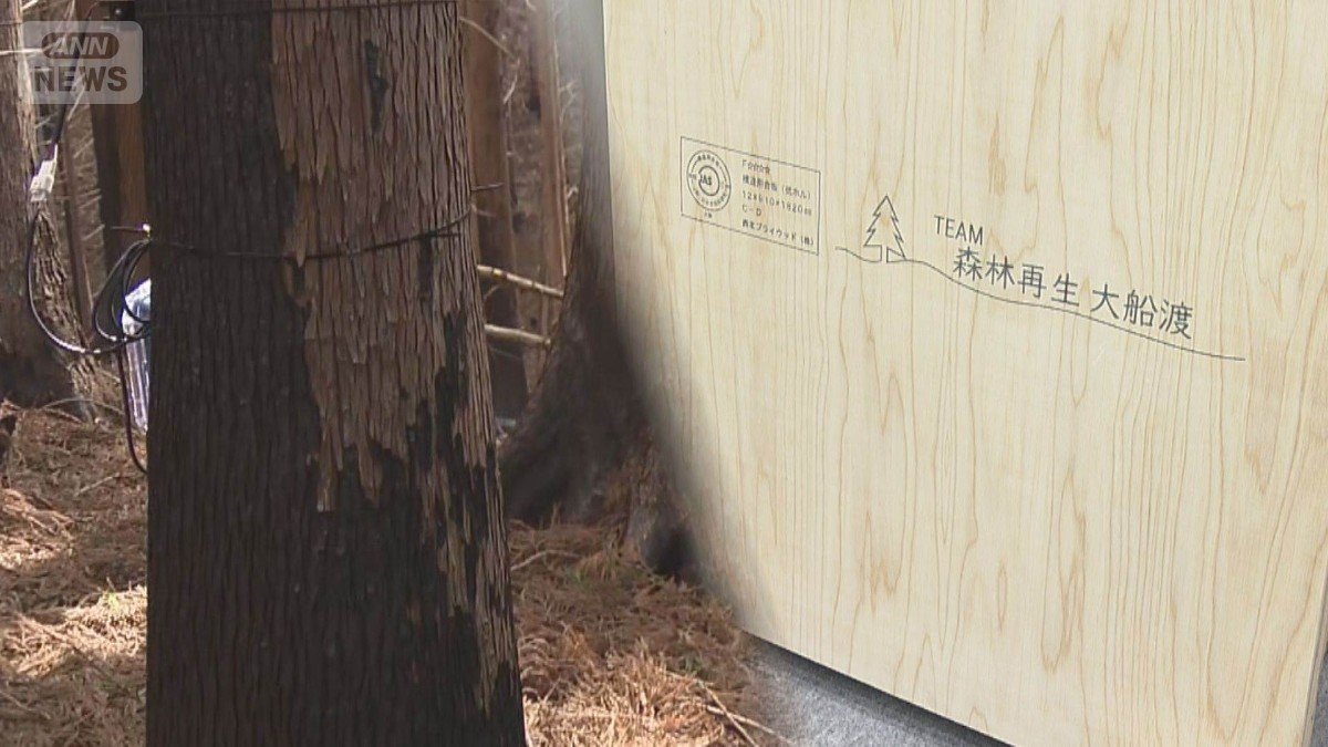 岩手・大船渡の山火事から1年　黒焦げの“被害木”課題に