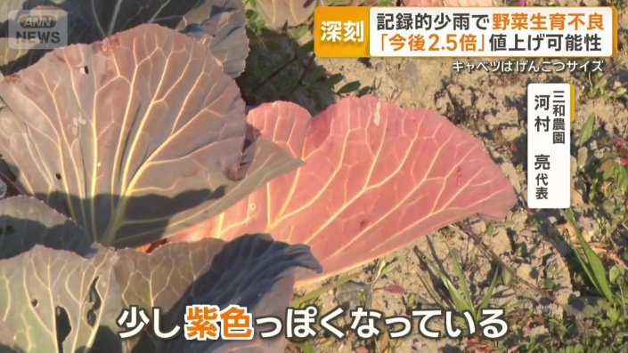 雨が降らず紫色になったキャベツ