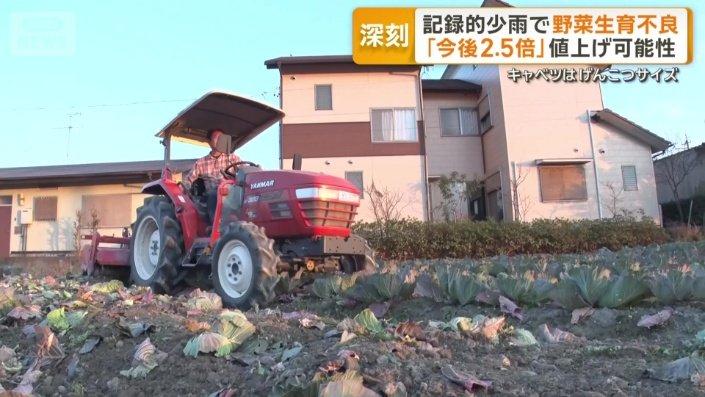 トラクターでキャベツを潰す作業