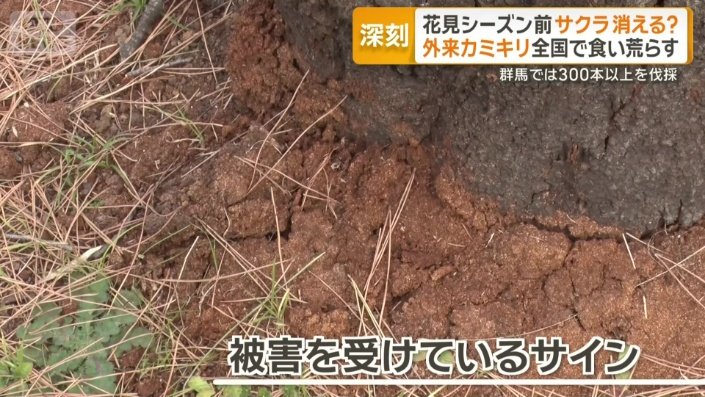 被害を受けているサインはカミキリムシの排泄物