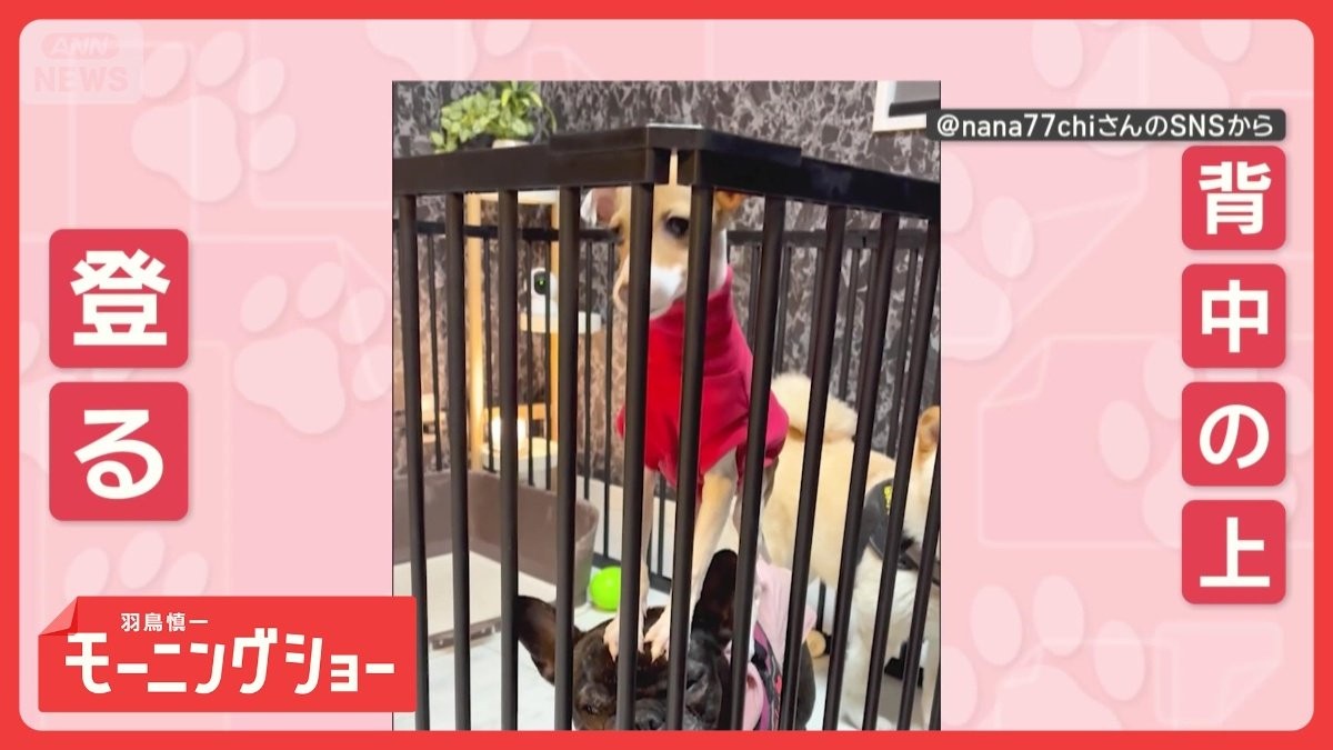 「乗りたいワン！」「気にしないワン」　仲良しワンちゃんたち　なぜ背中にのぼる？　