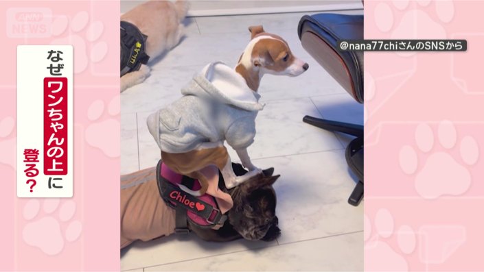 なぜ、のぼりたい?