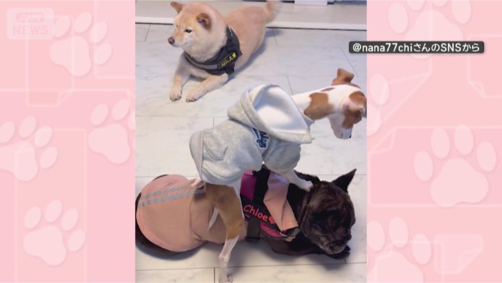 きょうも乗るワン