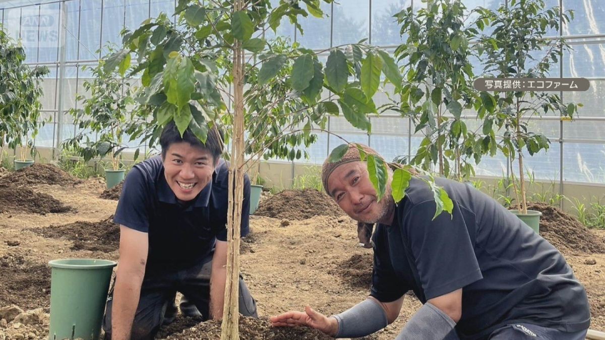 埼玉県を「コーヒーの産地に」　農業未経験から一念発起　台風被害乗り越え販売へ