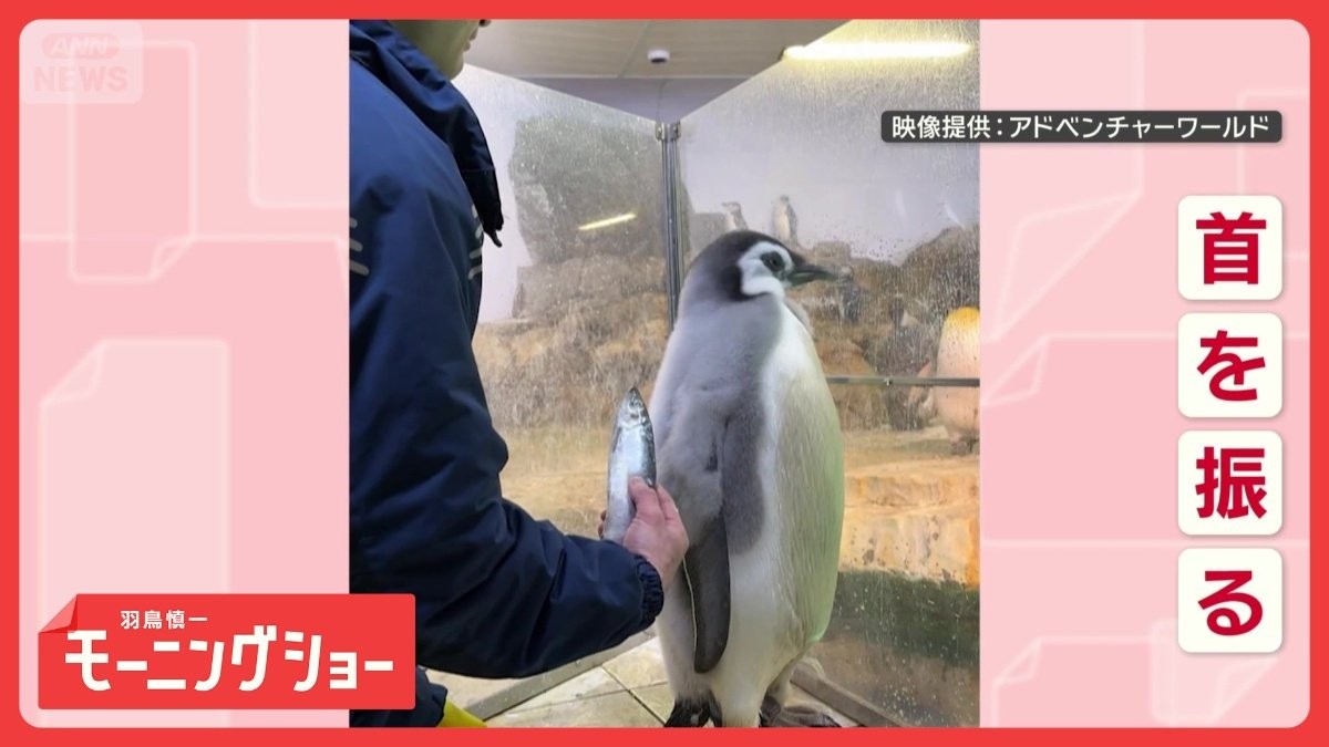 「おさかないらない」　魚を拒否する赤ちゃんペンギン　イヤイヤ期なの？　本音は…