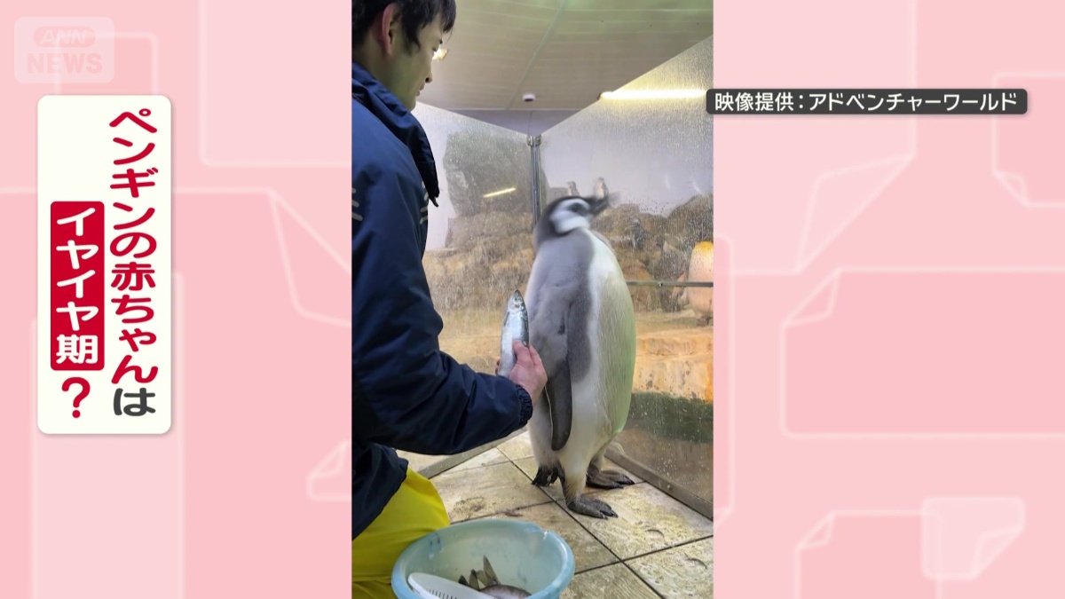 イヤイヤ期なの？