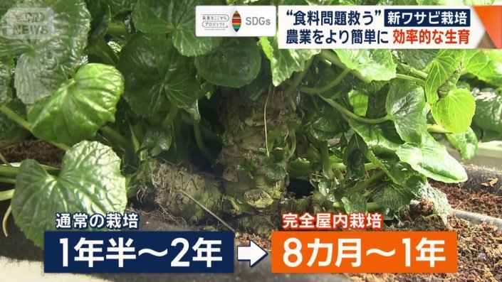 栽培期間を短縮