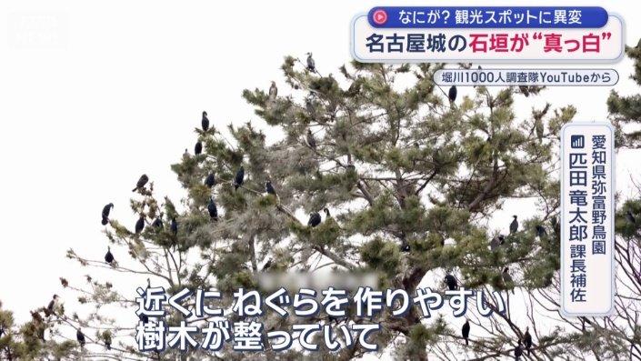 近くにねぐらを作りやすい樹木が整っているという