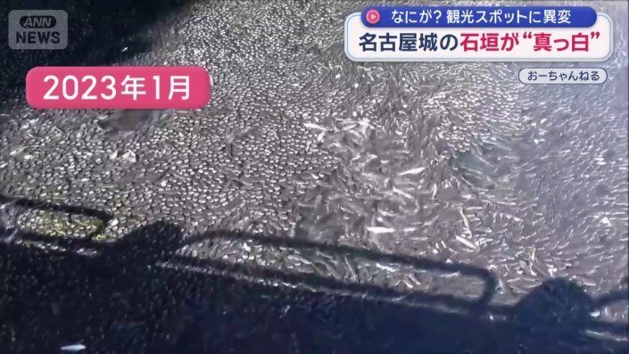 大量のボラ（2023年1月）