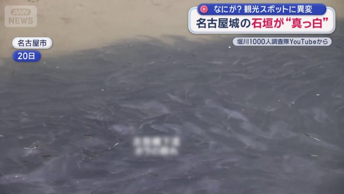 大量のボラ（20日）