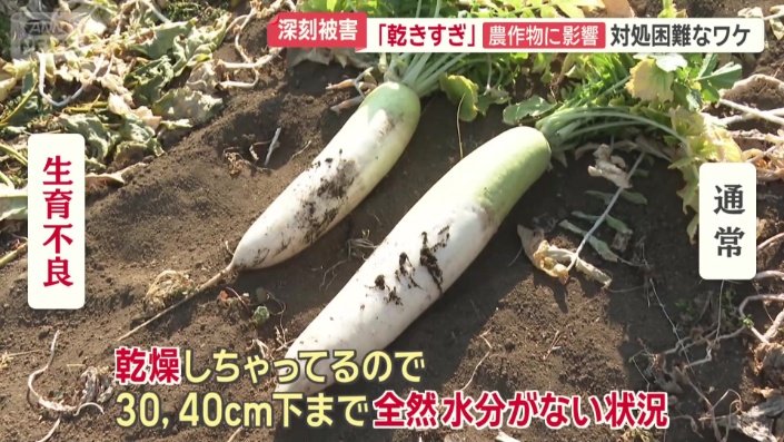 ダイコンも…