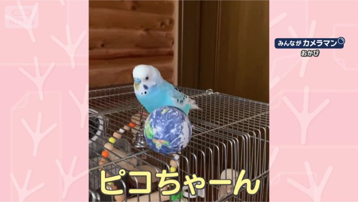 どうも、ピコちゃんです