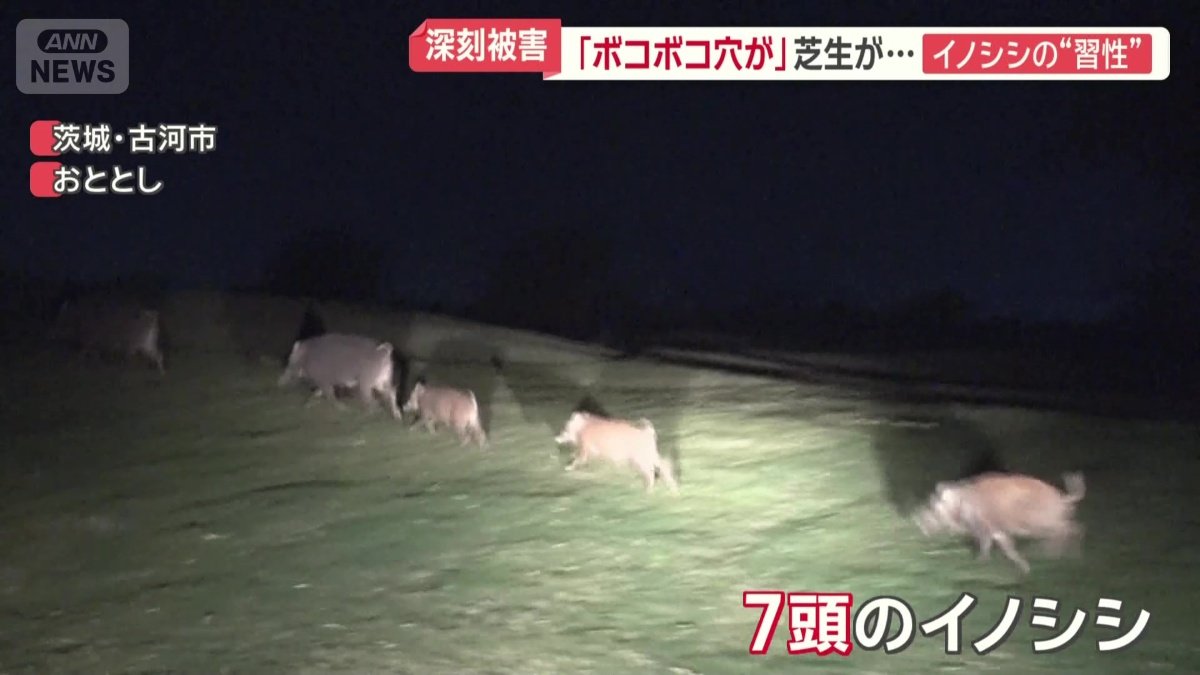 ゴルフ場に7頭のイノシシ