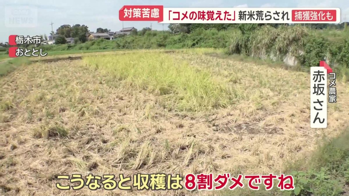 「こうなると収穫は8割ダメですね」