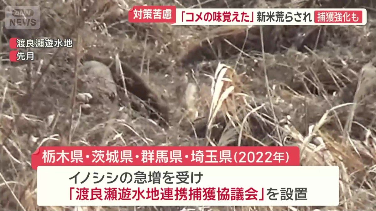 「渡良瀬遊水地連携捕獲協議会」を設置