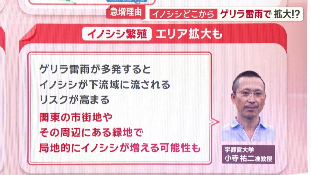 イノシシ繁殖　エリア拡大も