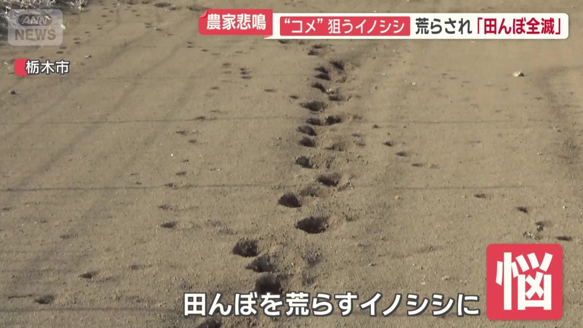 田んぼを荒らすイノシシに悩まされている