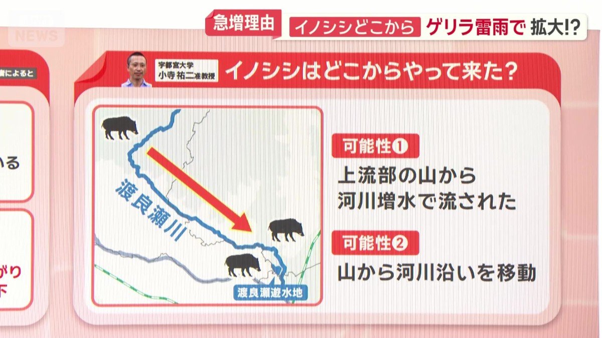 どこからやって来た？