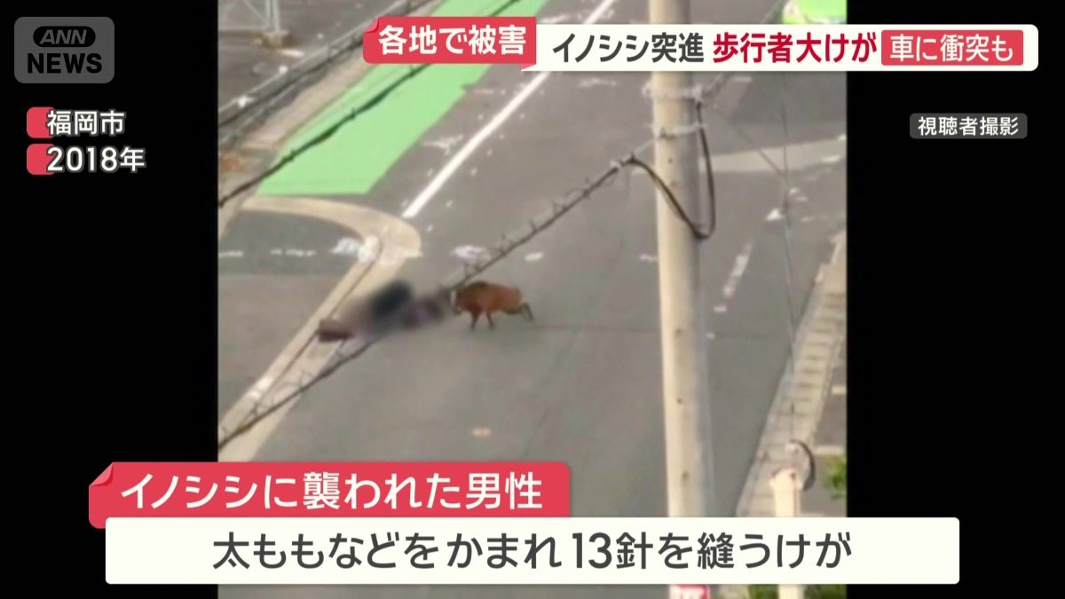 イノシシに襲われた男性