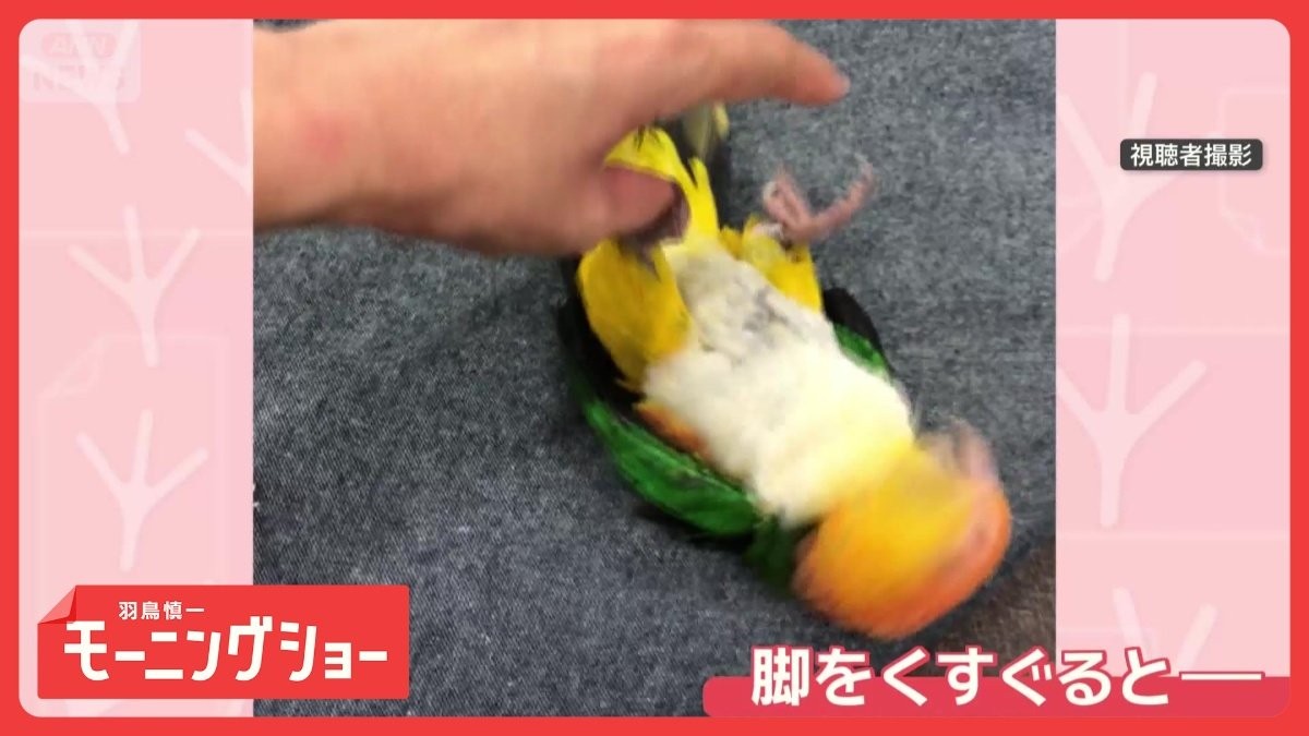 脚を触ると…猛烈な速さで頭をブンブン　くすぐったい？　ジタバタしちゃうインコさん