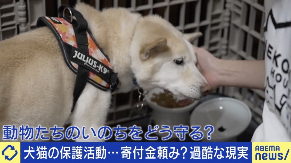 「1匹育てるのに200万円は覚悟」犬猫の保護活動…運営は善意頼み？過酷な現実とは
