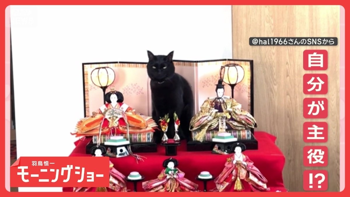 ひな祭り「ひニャ壇にのぼるニャン」　最上段ですまし顔　なぜポーズ決める？