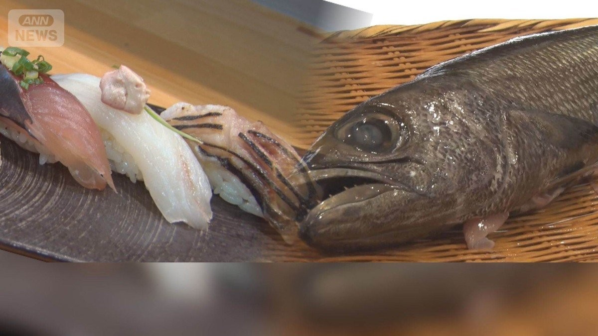 おいしいけどワケあり食材　食卓に乗らない「低流通魚」　なぜ？成長したら価値低下