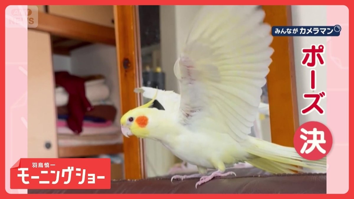 羽を広げて「シャッキーン！」　カッコよくポーズを決めるインコさん　その理由は？　　