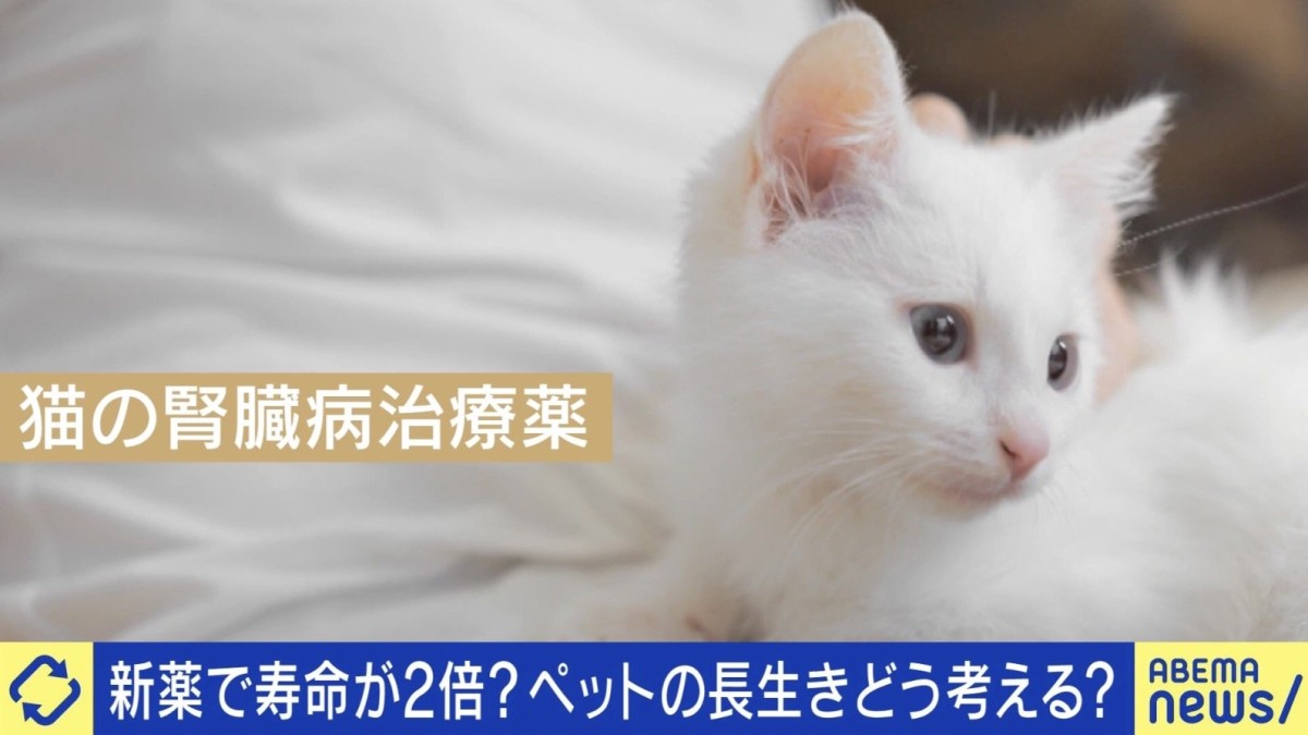 猫の寿命が30歳に？新薬承認申請で注目される「ペットの延命」 飼い主が向き合うべき命の選択とは