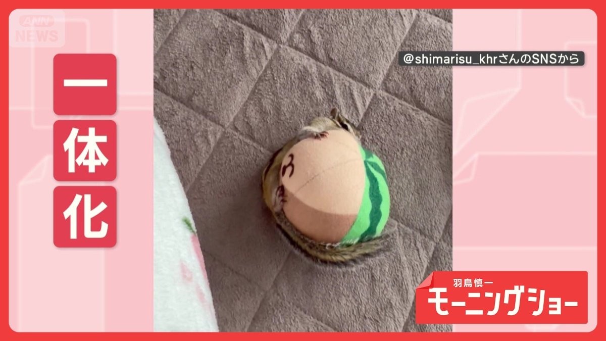 ボールに一直線…コロコロ一体化！　タックル決めるリスさん　ボールになりたいの？