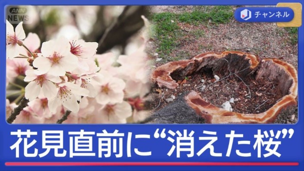 花見直前に“消えた桜”住民怒り　何が？