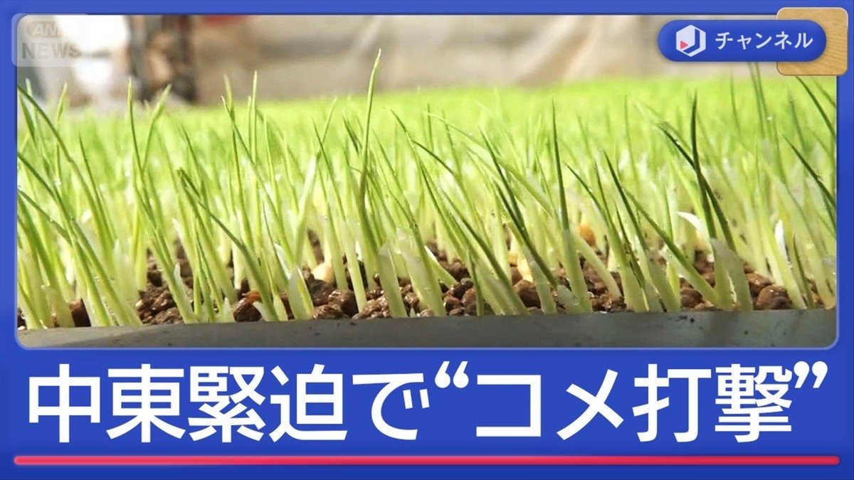 イラン攻撃で“日本のコメ作り”に打撃　田植え前に農家困惑「辞めるしか」