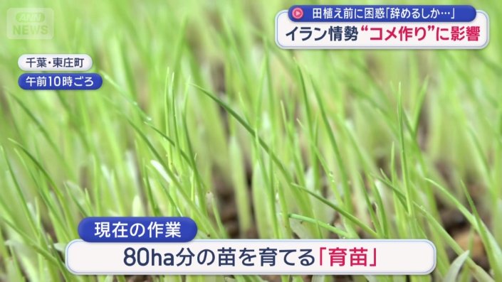 80ヘクタール分の苗を育てる「育苗」の作業