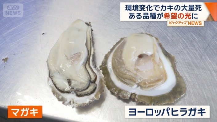 ヒラガキはヨーロッパでは高級食材
