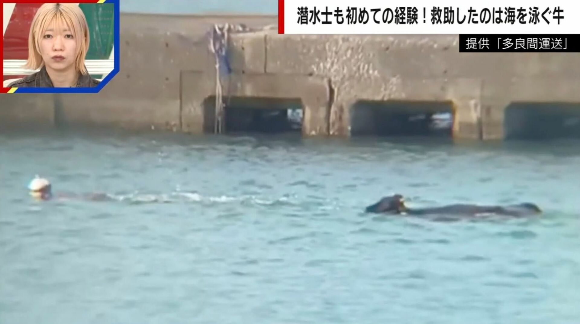 宮古島の海に浮かぶ子牛→海保潜水士もびっくりの“命がけの救出劇”「自分としても初めての経験」「海で困っている命に大小はない」